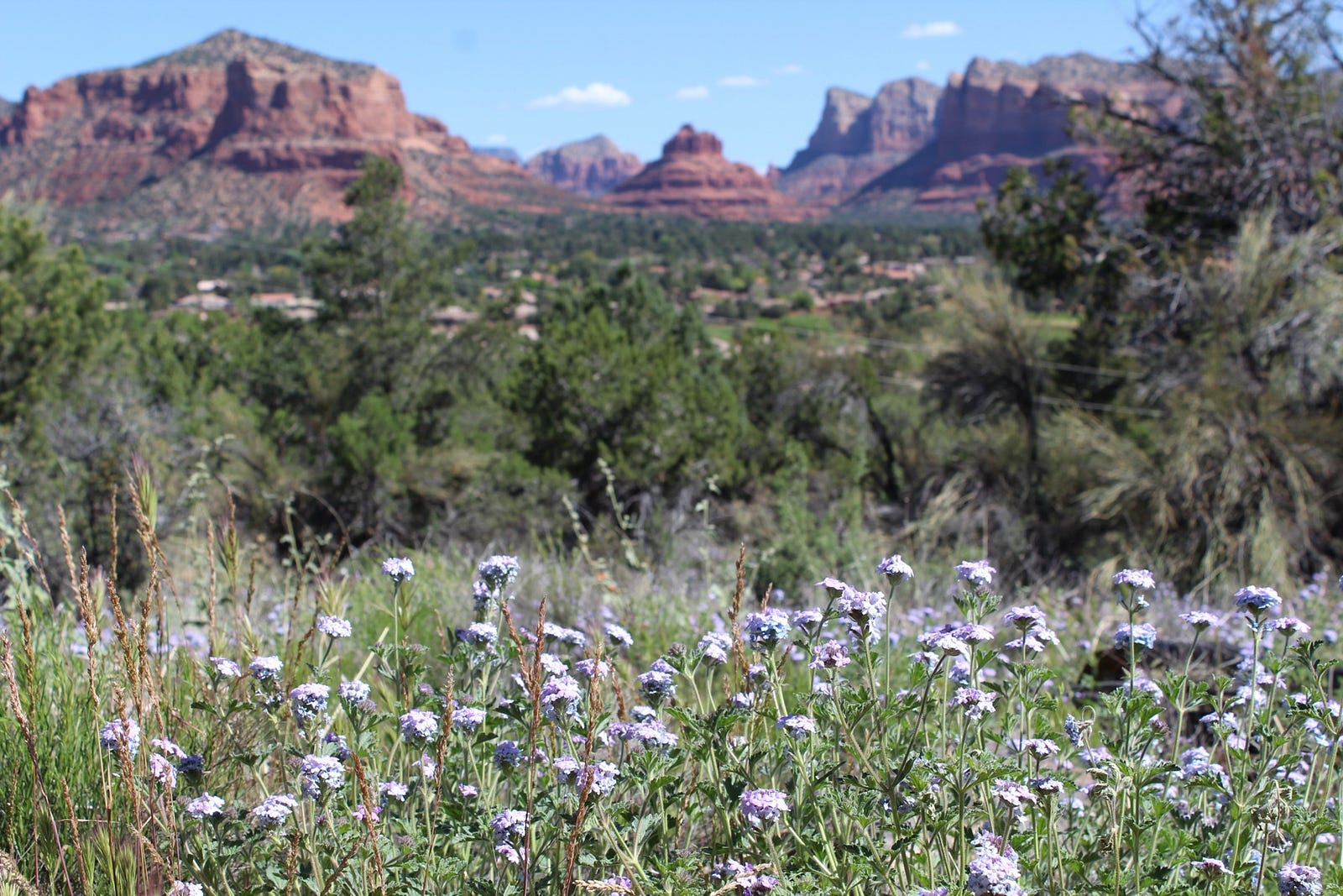 dainty flowers in the foreground, pine forest in the middle ground, jagged desert rock formations in the background